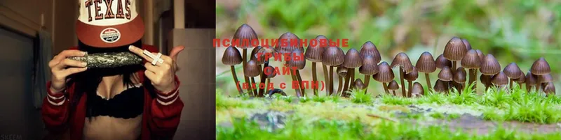 где найти наркотики  Берёзовка  Галлюциногенные грибы Magic Shrooms 